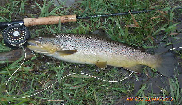 This brown is 20"+ long and is a great example of a wild Delaware grown trout.