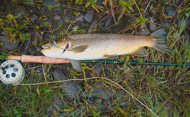 Sorry for putting the fish on the stoney background but it was released in seconds and it quickly swam away no worst for the experience.  It is about 19" long.