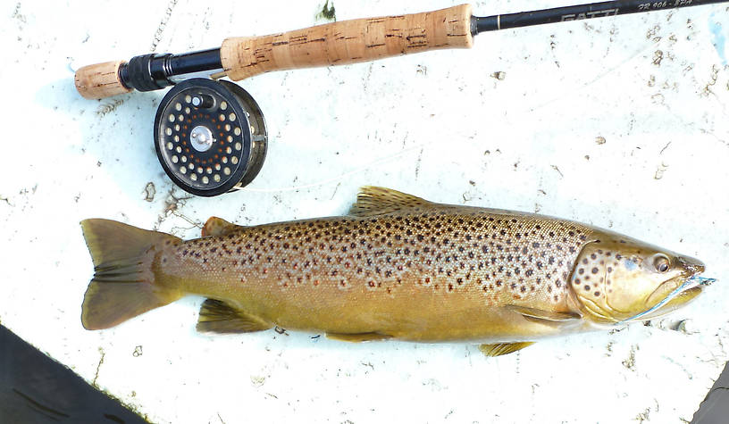 Last brown of the 2013 trout season - the picture makes the fish look small but it was a very thick and robust brown about 19" long.