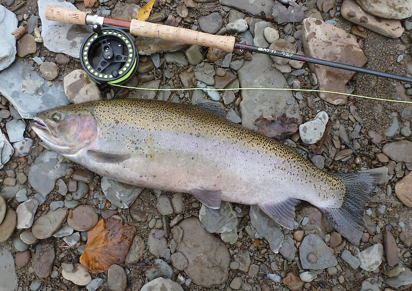 Nicely colored up hen, probably has been in the creek a few weeks. Very strong fish, jumped repeatedly and almost put me in the backing.