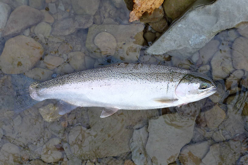 An example of a very bright and fresh fish.  May have come up from the lake the day before.