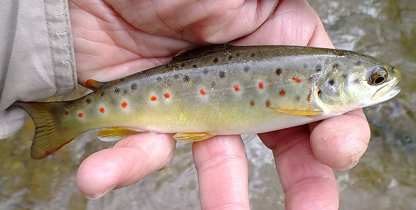 Lovely little wild brown