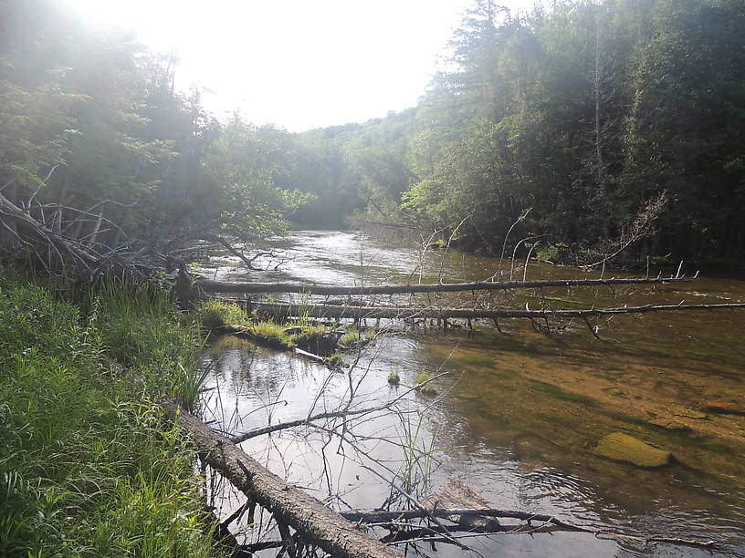 upstream again, even more wood. 