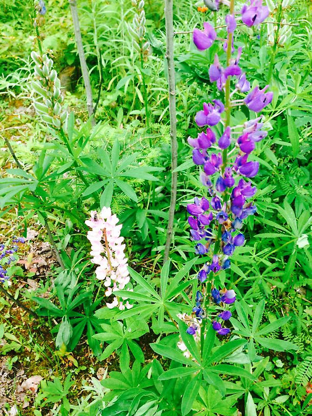 Wildflowers for Jonathon