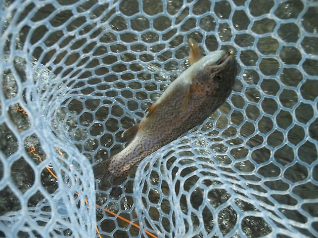 An Uncompahgre rainbow