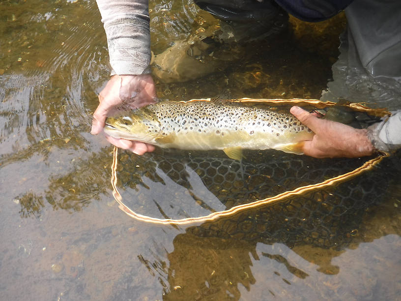 A fish I had lost a few days before.  Found him feeding in the same spot and managed to land him this time.  