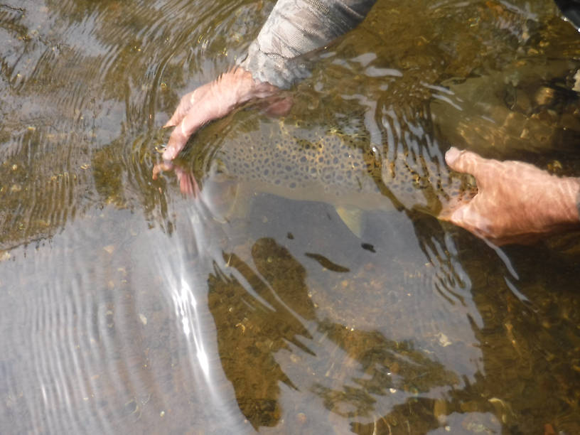 My fish being released.  He took a size 22 caddis on 7X, and took off like a shot when I let go of him.  