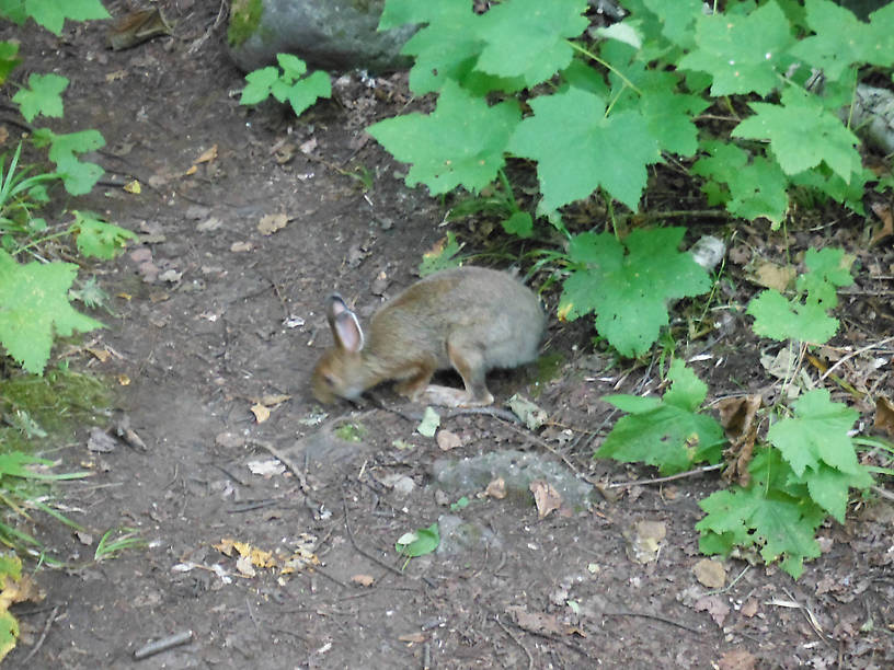 Very friendly bunny at Daisy Farm!