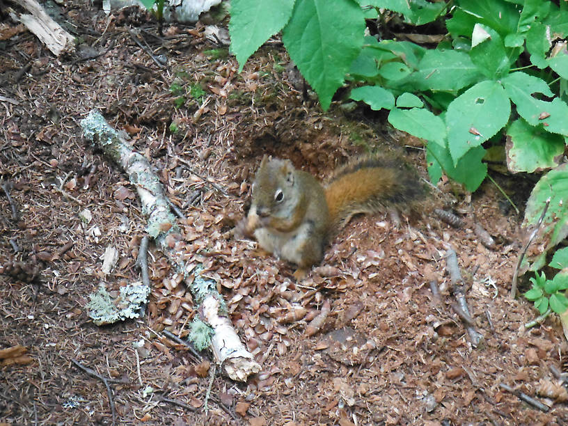 Very friendly red squirrel!  I wondered if the wildlife was on the National Park payroll...