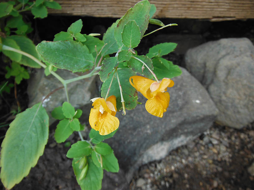 Spotted jewelweed (Impatiens capensis) - blooming by the seaplane dock at Todd Harbor