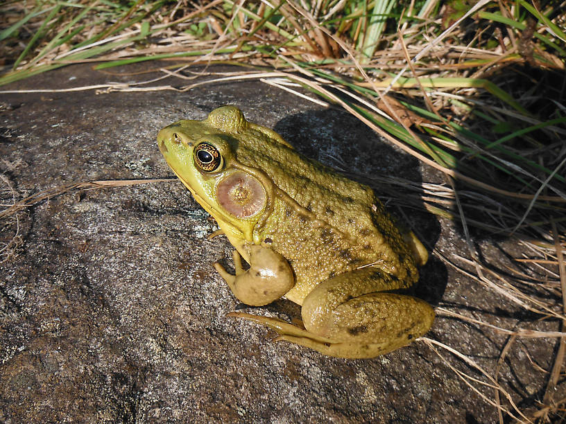 Another example of "tame" wildlife, this time a green frog at Hidden Lake