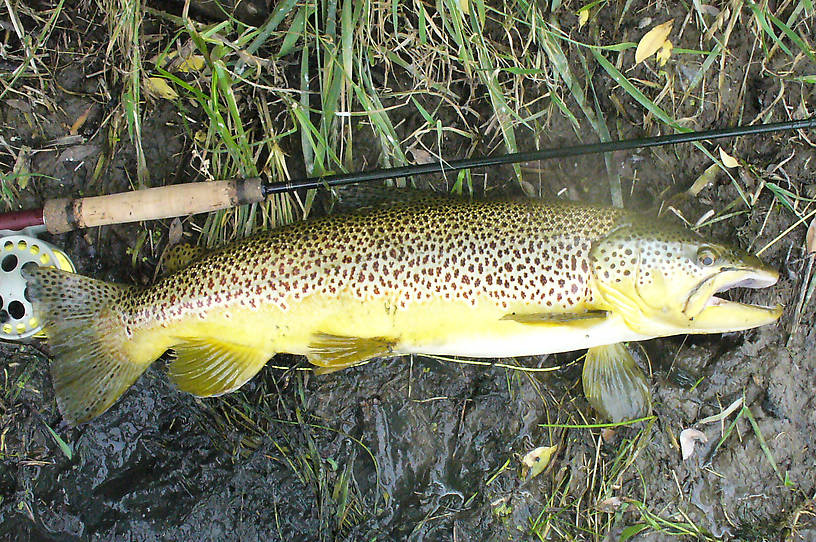 This brown is something over 21". Maybe someone can figure it out; the grip is 7" long & the fish is well over 3X as long as the grip.