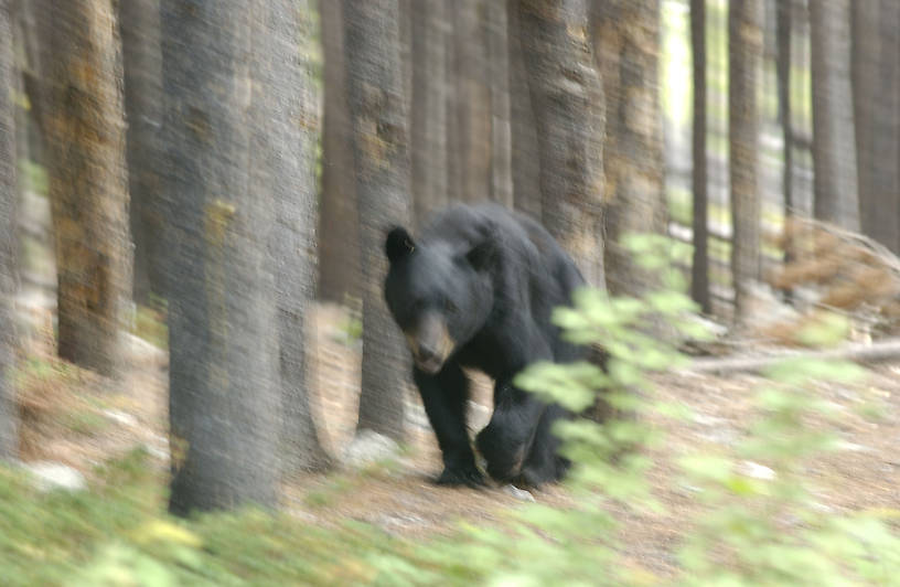 Uninvited guest at the campsite!!  Always pack extra underwear.