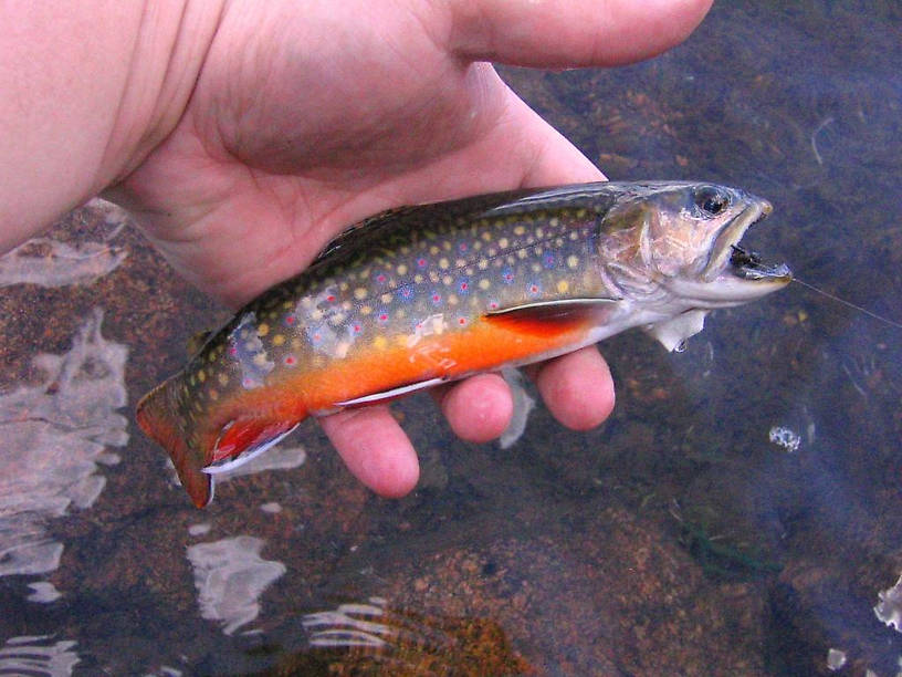 And a right purdy brookie from an alpine lake off of the Beartooth Highway.  We call them blonde trout at this one spot...pretty and dumb.  (No angry emails please!)  They'll hit anything! 