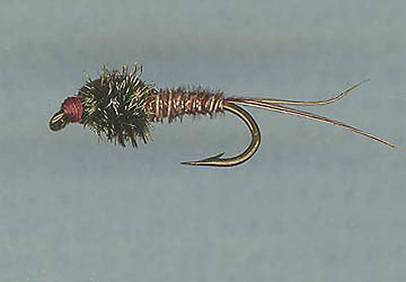 PT Nymph