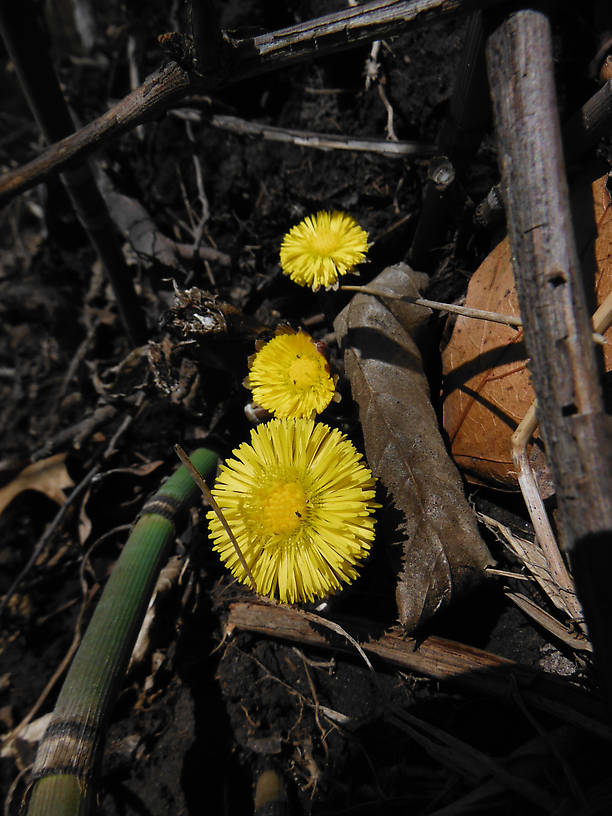 OMG, there's something BLOOMING!  (Coltsfoot, Tussilago farfara)