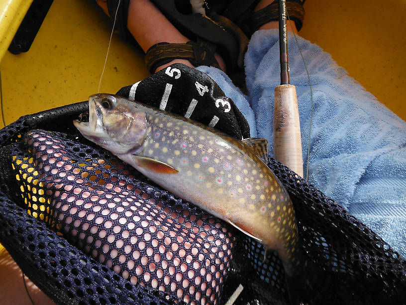 Nice fat, colorful brookie (11")