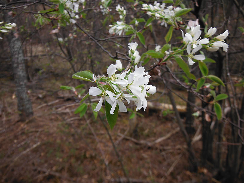 Ah yes, the serviceberries are flowering...