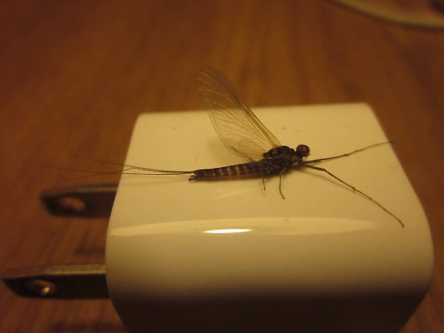 This guy must of been on my hat when I came in the first night up. He was spinning under the light over the table.