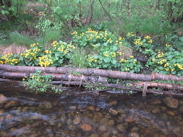 Spencer's favorite blossom the Marsh Marigold.