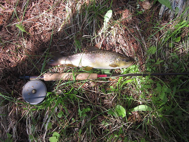 Small Mainstream Brown caught in a run where Ernie used to fish.