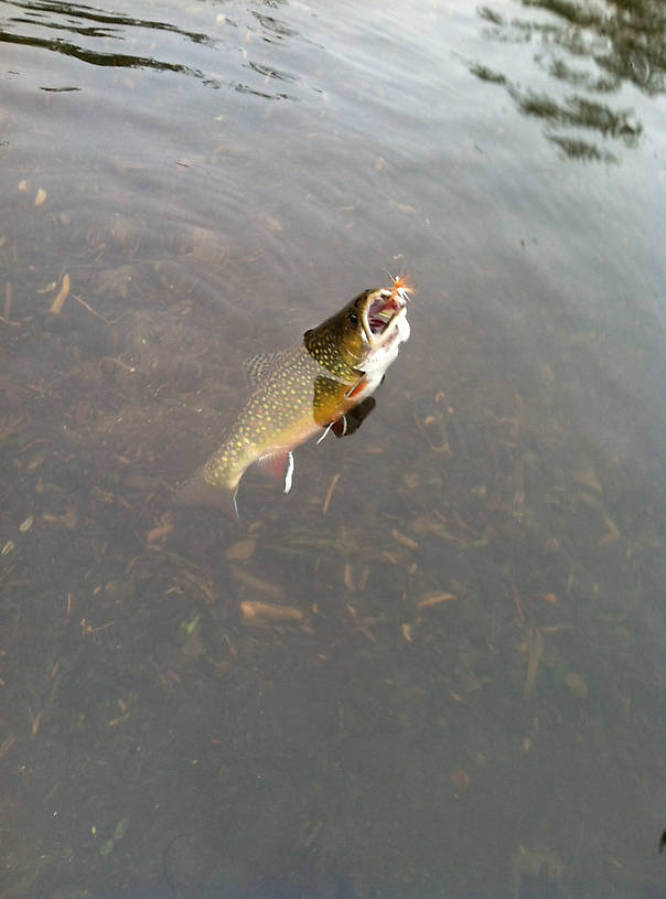 A nice North Branch Brook Trout...If I weren't a vegetarian we would of had some pan fryers...This boy is still swimning around up there somewhere.  