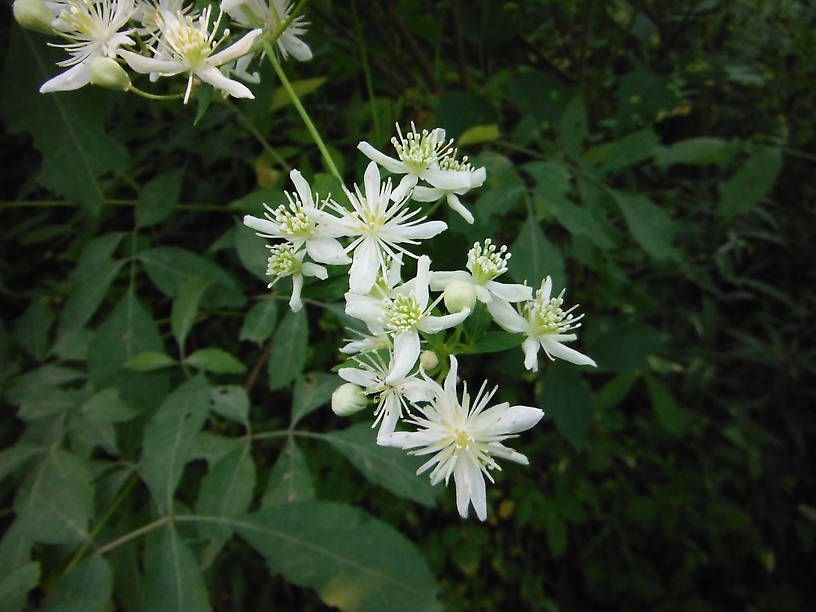 Virgin's-bower, Clematis virginiana