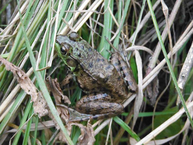 Surprisingly mellow green frog!