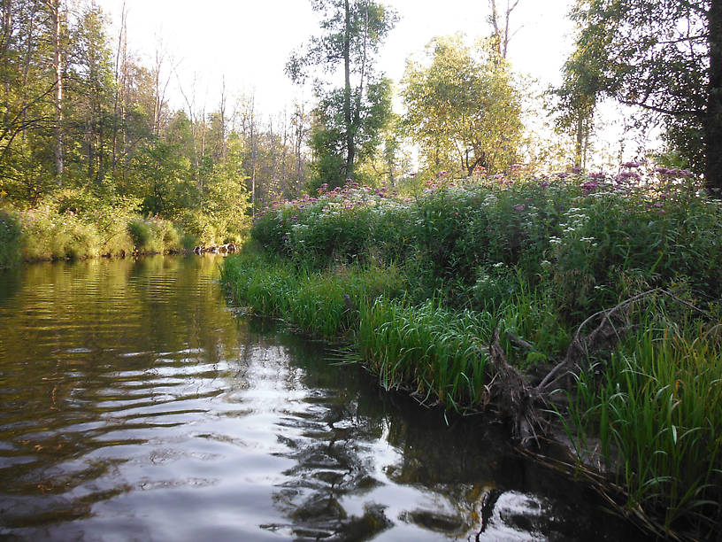 Wildflower-lined banks of the Pine River