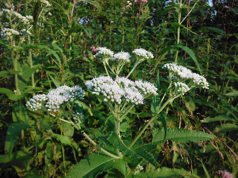 Boneset, Eupatorium perfoliatum