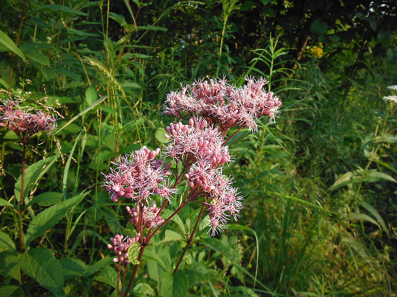 Joe-Pye-weed, Eupatorium maculatum