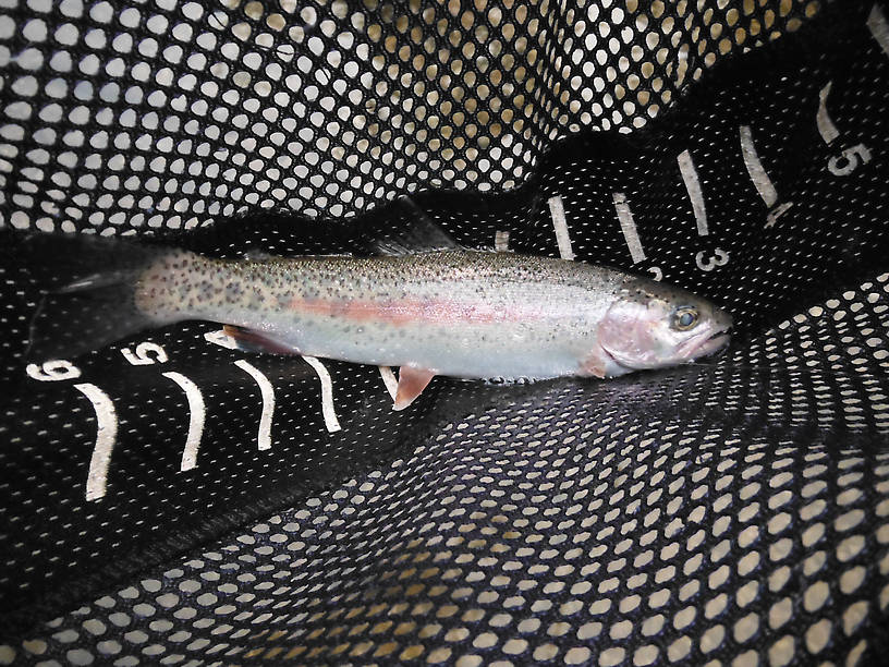 Beautiful wild fish, missed at least three strikes by this one the previous trip here, got it on the first cast with a #10 modified Joe's Hopper - and fought way hard for it's size!