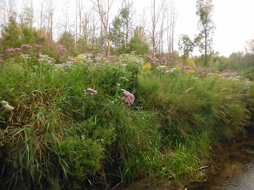 Joe-Pye-weed, boneset, and goldenrod