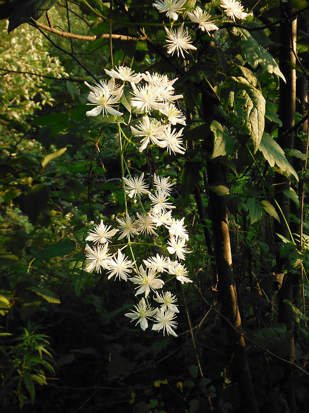 Virgin's Bower is in full bloom right now (another shot for Spence & his better half!)  ;oD