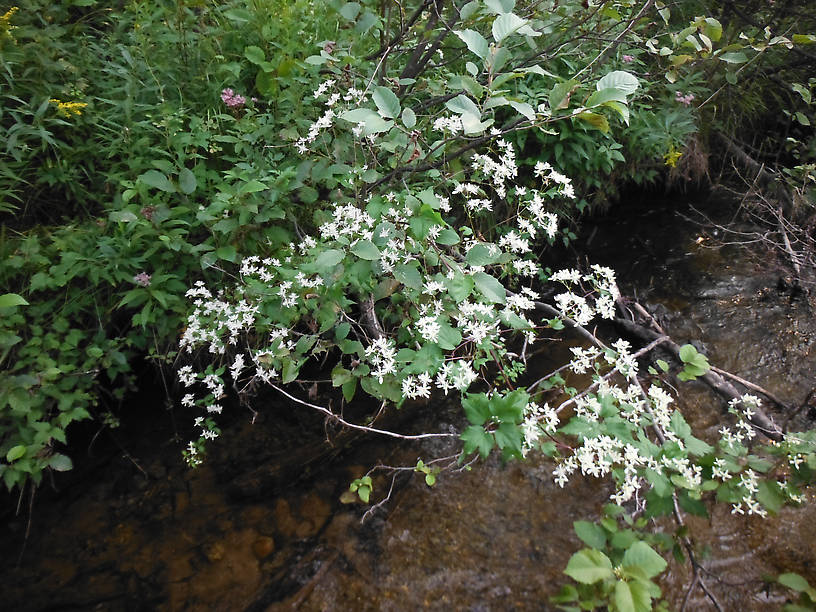 Virgin's-Bower covering a tree branch overhanging trout water