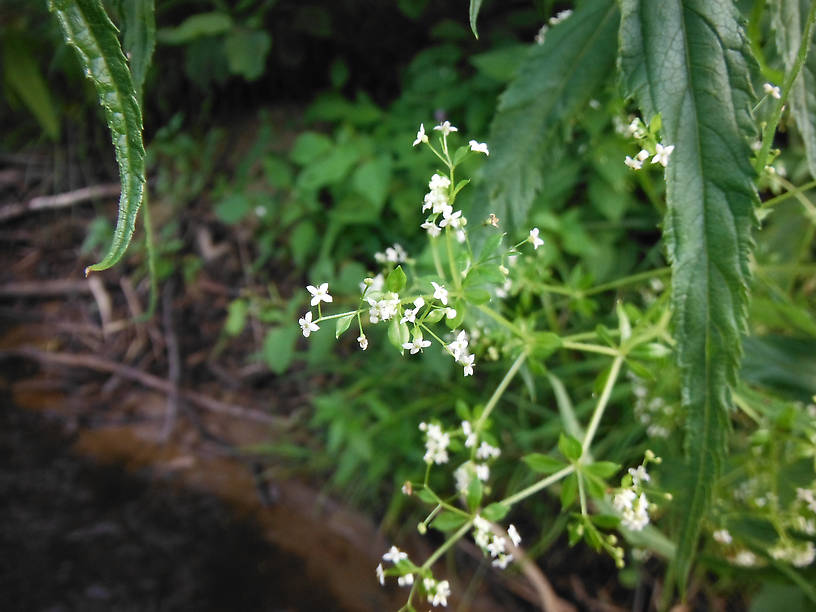 Bedstraw (Galium species) on riverbank