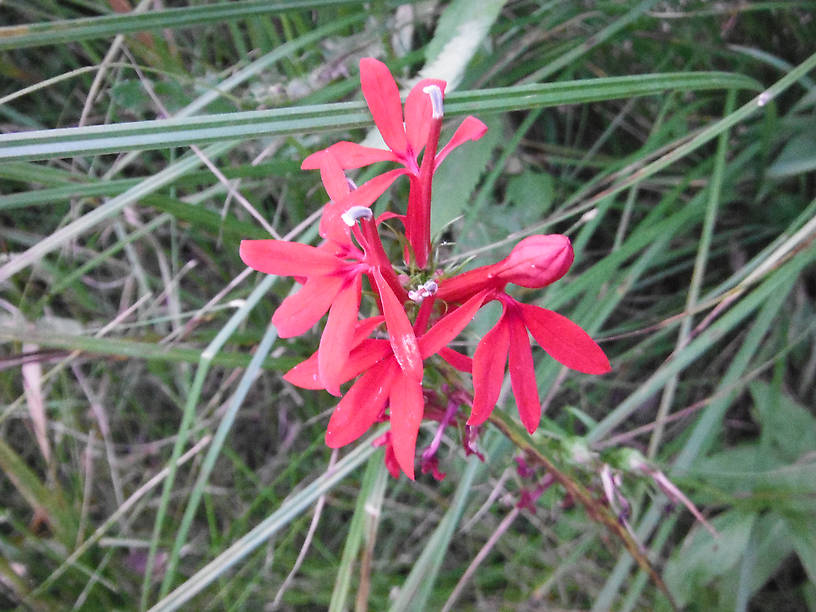 Cardinal flower (Lobelia cardinalis)