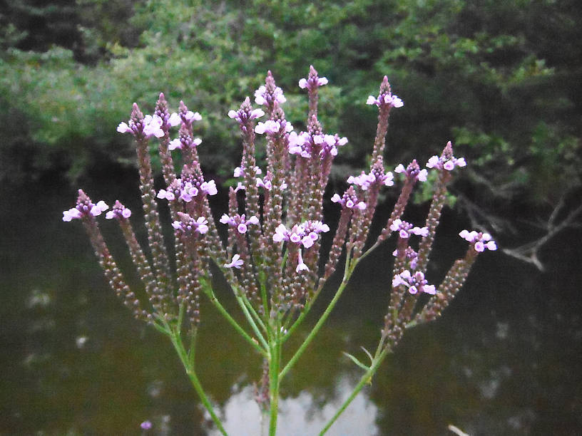 Blue vervain (Verbena hastata) - for Paul!  ;oD