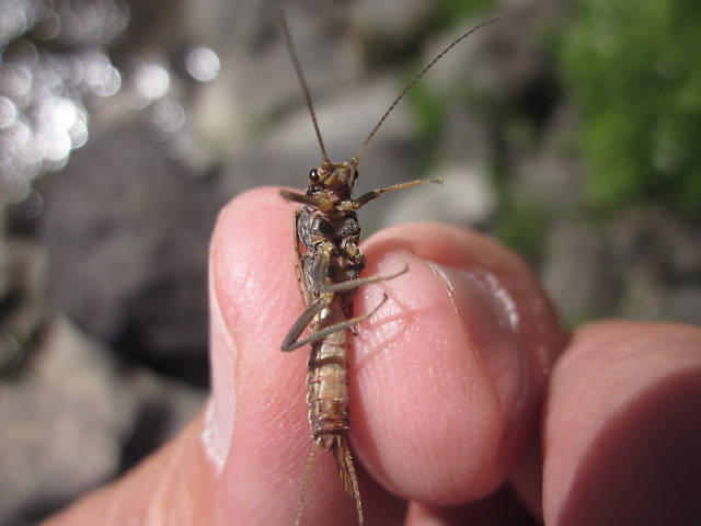 I think a Spruce Moth...Taken on Soda Butte above Ice box Canyon