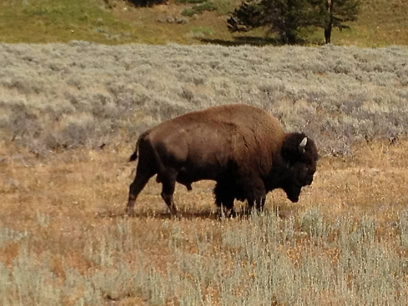 Bison before becoming Lisa's burger. ;)