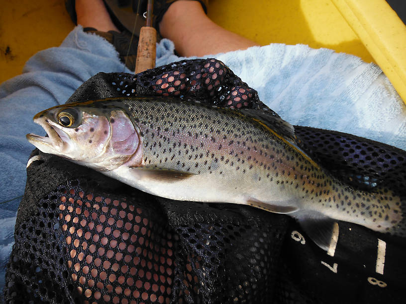 Nice stocker rainbow (12") at Reid Lake - biggest one I've caught here so far and 12" is the legal limit.  This one came home and was delicious with lemon and butter!  And had a big leaf-footed bug and parts of a bald-faced hornet in it's stomach.