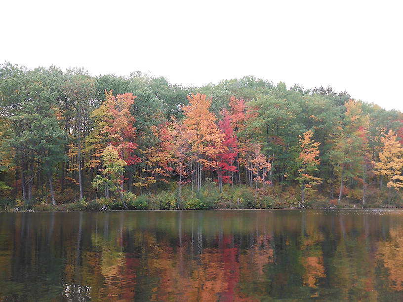 The first maples to turn, Reid Lake