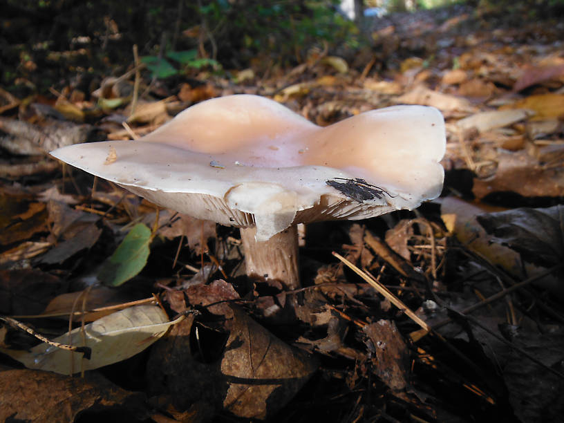 Haven't seen many mushrooms this fall...a pretty one on the way to Reid lake