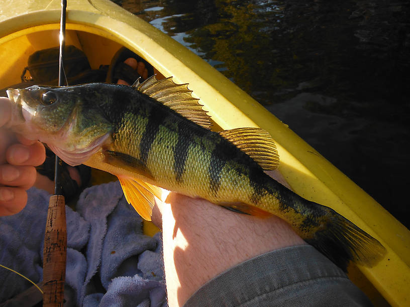 Monster perch at Reid Lake!  Almost 14 inches...took a #6 silver/grey KBF with nickel dumbbell eyes, and bent my 5-weight over double!  My new personal record on any tackle, and my previous one came from this same lake almost two years ago!