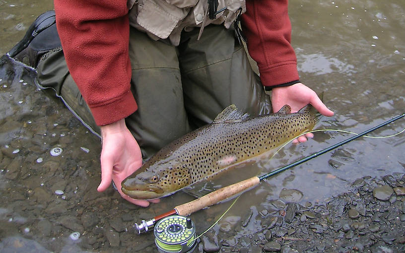 I was told that the mark on his side is a lamprey mark.