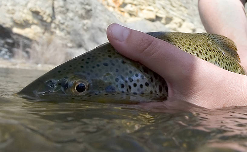 Copyright 2005 Mike Speer 
Brown Eye - Caught on the lower Blue River near Kremmling, Colorado.