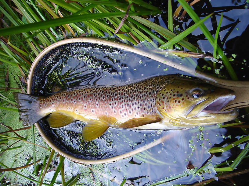 My most grand catch of the summer, 20 golden inches, caught 1/4 of a mile from my summer work home.  The fish took a size 8 girdle bug dead drifted.