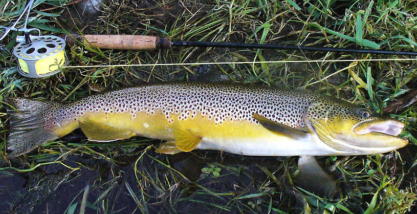 The length of the handle and reel seat is 10". This brown is my biggest dry fly fish at 24.25".  I know there are others as big and bigger in this river.