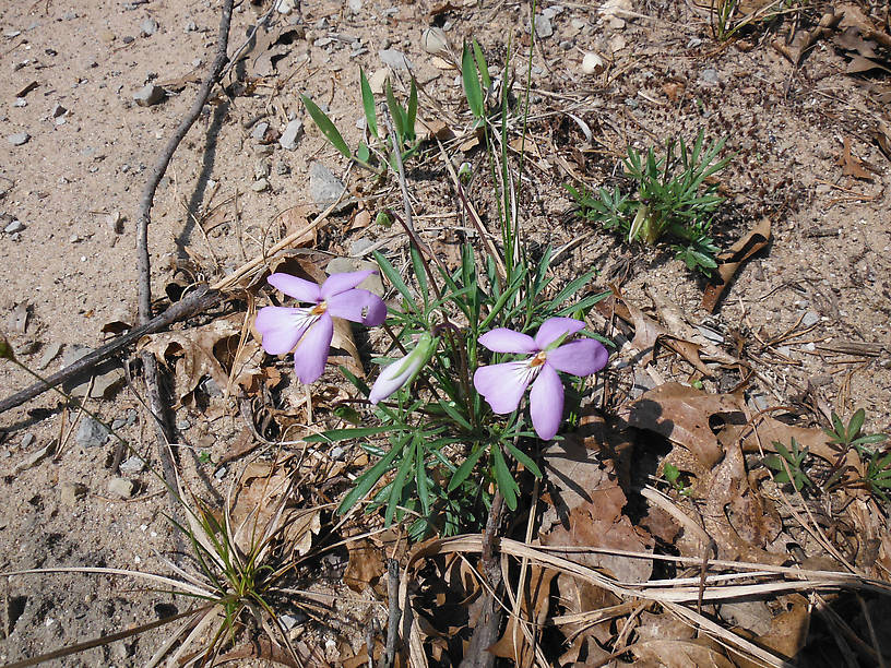 Bird's-foot violet (Viola pedata)