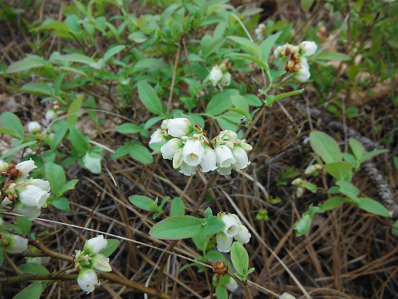 Blueberries flowering nicely - this is a good spot later in summer!